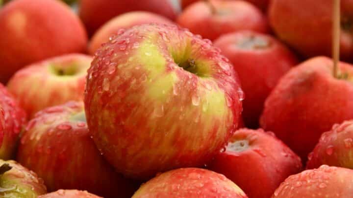 ««« apples — яблука »»»